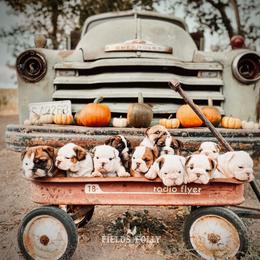 Bulldog Puppies from Fields’ Folly