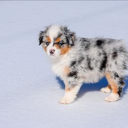 Rainier - Blue merle female Australian Shepherd puppy in Appomattox, Virginia from Danell Australian Shepherd