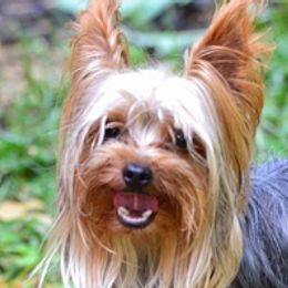 Yorkshire Terriers from Freedom Ridge