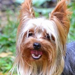 Yorkshire Terriers from Freedom Ridge