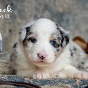 Aussiedoodles, Bernedoodles, Bordoodles, Goldendoodles, and Sheepadoodles from Crooked Creek Doodles and Poodles