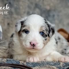 Aussiedoodles, Bernedoodles, Bordoodles, Goldendoodles, and Sheepadoodles from Crooked Creek Doodles and Poodles