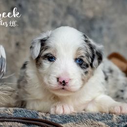 Aussiedoodles, Bernedoodles, Bordoodles, Goldendoodles, and Sheepadoodles from Crooked Creek Doodles and Poodles