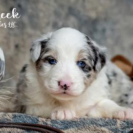 Aussiedoodles, Bernedoodles, Bordoodles, Goldendoodles, and Sheepadoodles from Crooked Creek Doodles and Poodles