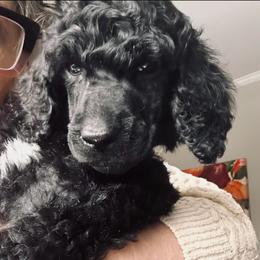 Dustin - Black male Poodle puppy in Greenwich, New York from MizzElle’s Standard Poodles