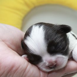 Shihpoo Puppies from 🧸 Teddies