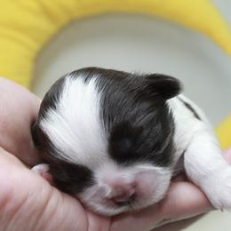 Shihpoo Puppies from 🧸 Teddies