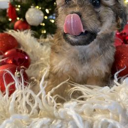 Bernedoodle and Havapoo Puppies from Precious Paws and Purrs