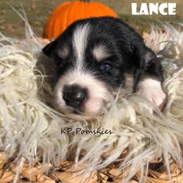Pomsky Puppies from KP Pomskies LLC