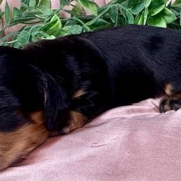 Poppy - Black and tan female Dachshund puppy in Mesquite, Texas from AB Dachshund