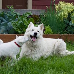 Lucky - Berger Blanc Suisse