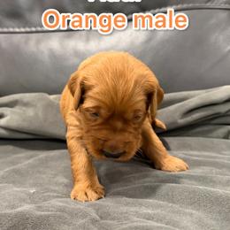 Orange - Golden male Golden Retriever puppy in Salt Lake City, Utah from Soaring golden retrievers