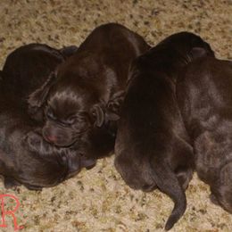 Labrador Retriever Puppies from Kilgore’s Labrador Retrievers