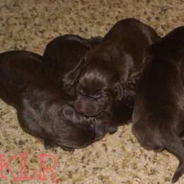 Labrador Retriever Puppies from Kilgore’s Labrador Retrievers