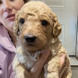 Boy 3 - Poodle puppy from Celebrity Standard Poodles