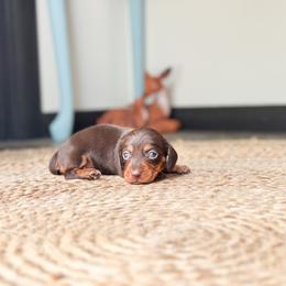 Sina ( She is CHUNKY) - Chocolate and tan female Dachshund puppy in Salters, South Carolina from Long-Pine Dachshund