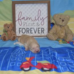 Silver - Golden male Golden Retriever puppy in Webster City, Iowa from Whispering Pines Precious Puppies
