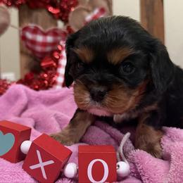 Rolo - Black and tan male Cavalier King Charles Spaniel puppy in Kidder, South Dakota from Continental Cavaliers