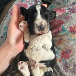 Hero - Black and white male Cocker Spaniel puppy in Cincinnati, Ohio from Abundance of Joy LLC Cocker Spaniels