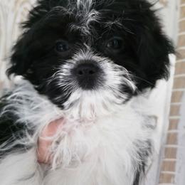 Panda - Black male Mi-Ki puppy in San Francisco, California from Moonstone miki's