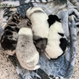 Pomeranian puppies from Blue Cottage Pomeranians