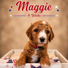 Mary Elizabeth (Maggie) - Red  female Goldendoodle puppy in Rocky Point, North Carolina from CelticDoods