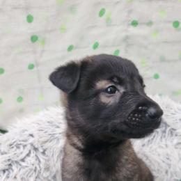 Grey - Fawn sable male Belgian Malinois puppy in Boise, Idaho from Wings of Freedom Retrievers and Malinois