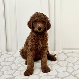 Boy 5 - Red  Goldendoodle puppy in Mount Juliet, Tennessee from Furever Doodle Co
