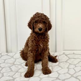 Boy 5 - Red  Goldendoodle puppy in Mount Juliet, Tennessee from Furever Doodle Co