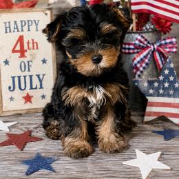 Winnie - Black and tan female Yorkshire Terrier puppy in Knoxville, Tennessee from Little Yorkie Company