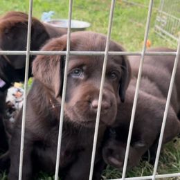 Boy 5 - Chocolate male Labrador Retriever puppy in Hutto, Texas from Texas Bluebonnet Labs