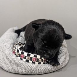 Patterdale Terrier Puppies from Moormont Kennels
