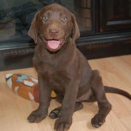 Beagle and Labrador Retriever Puppies from Badland Kennel