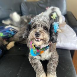 Skye - Bernedoodle