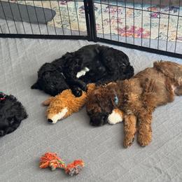 Goldendoodle Puppies from Wrigley's Doodles