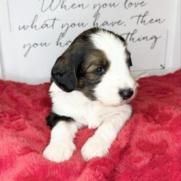 Sequoia - Black and white female Sheepadoodle puppy in Roseburg, Oregon from Sharon’s Sheepadoodle’s