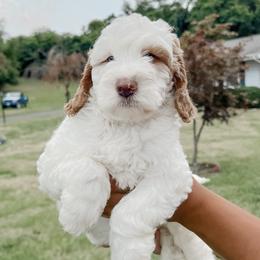 Australian Labradoodle, Goldendoodle, Labradoodle, and Poodle Puppies from Aloha Doodles & Poodles