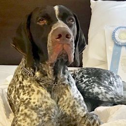 German Shorthaired Pointers from Sage Run GSP’s
