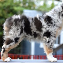 Australian Shepherd and Miniature American Shepherd Puppies from Bright Heart Aussies & Miniature American Shepherds