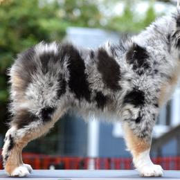 Australian Shepherd and Miniature American Shepherd Puppies from Bright Heart Aussies & Miniature American Shepherds