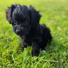 Gale - female Cavapoochon puppy in Bullard, Texas from Cavapoochon Central LLC
