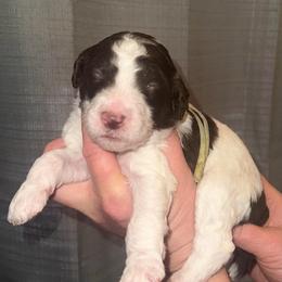 Rain - Parti female Poodle puppy in Prosperity, Pennsylvania from Stelladoodles & Company