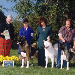 Akita Puppies from Akitas by Denali