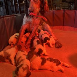 English Springer Spaniel and Springerdoodle Puppies from Springerdoodles In MI