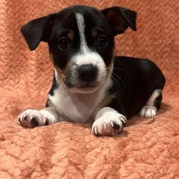 Pop-Tart - Black white and tan female Rat Terrier puppy in Manton, California from Tehama Terriers