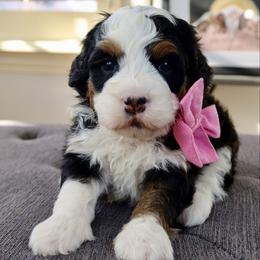 Ghost Spider - Tri-color female Bernedoodle puppy in Murray, Utah from Sun Valley Doodles