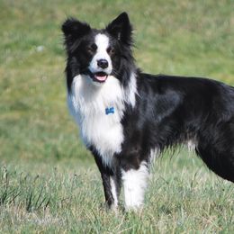 English Shepherds from Shepherd's Way