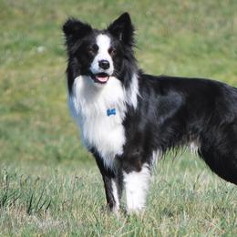 English Shepherds from Shepherd's Way
