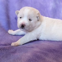 Pomsky Puppies from Valparaiso Pomskys