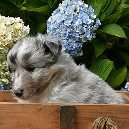Bi blue - Blue merle and white male Shetland Sheepdog puppy in Castle Rock, Washington from RimRanch Shelties